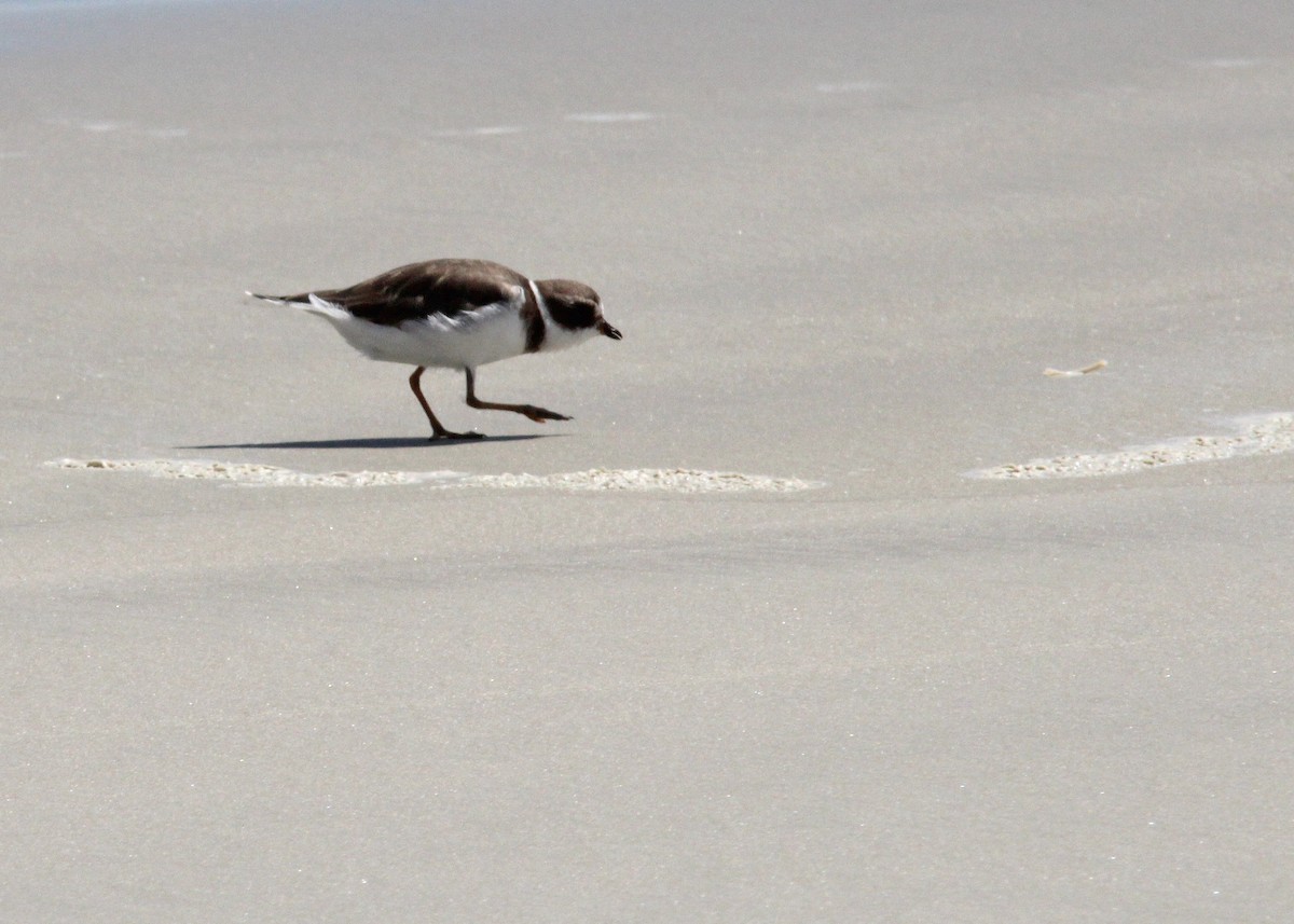 Semipalmated Plover - ML608837487