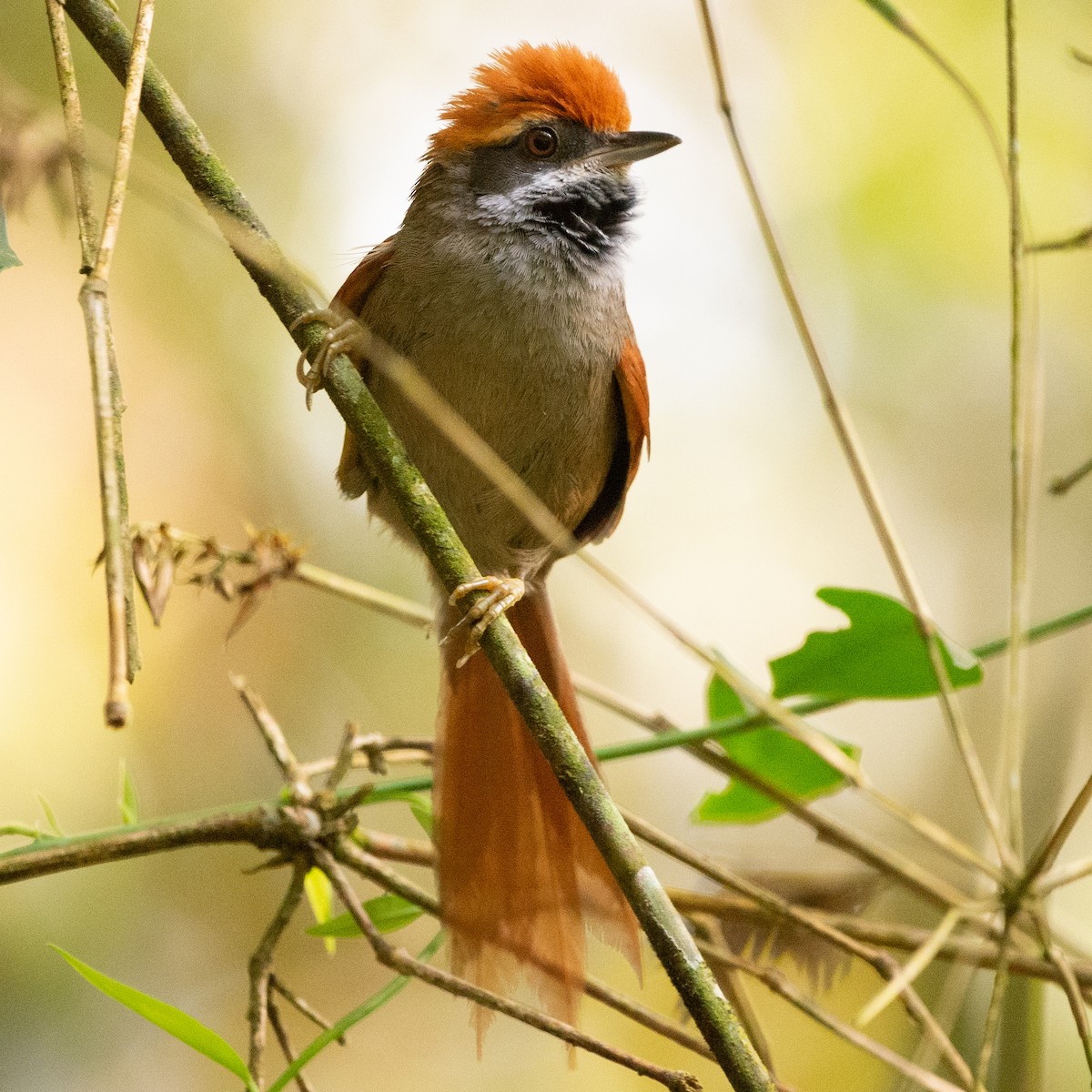Rufous-capped Spinetail - ML608837489