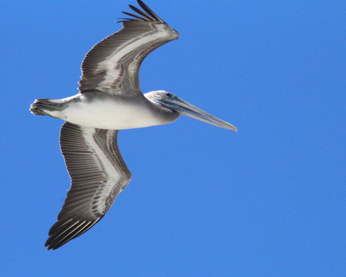 Brown Pelican - ML608837502