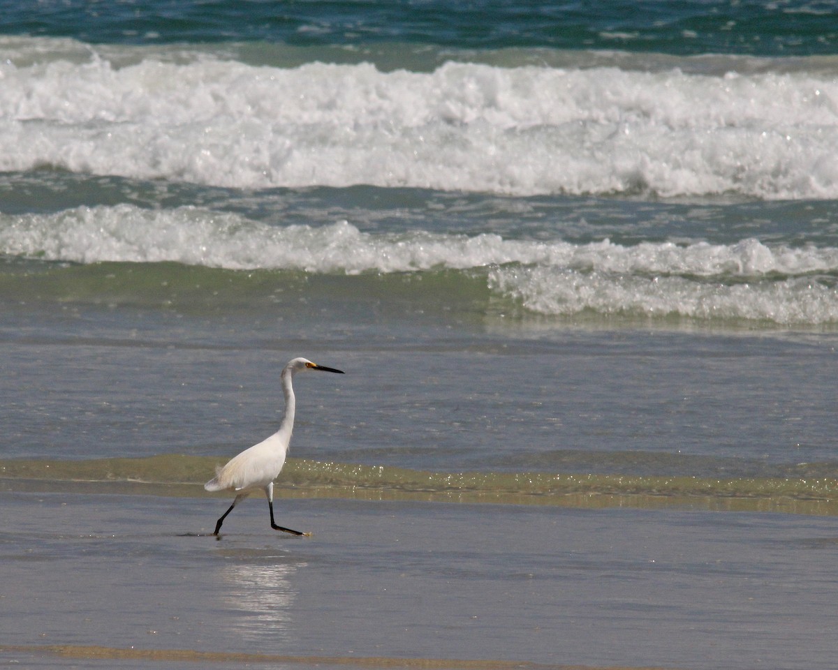 Snowy Egret - ML608837507