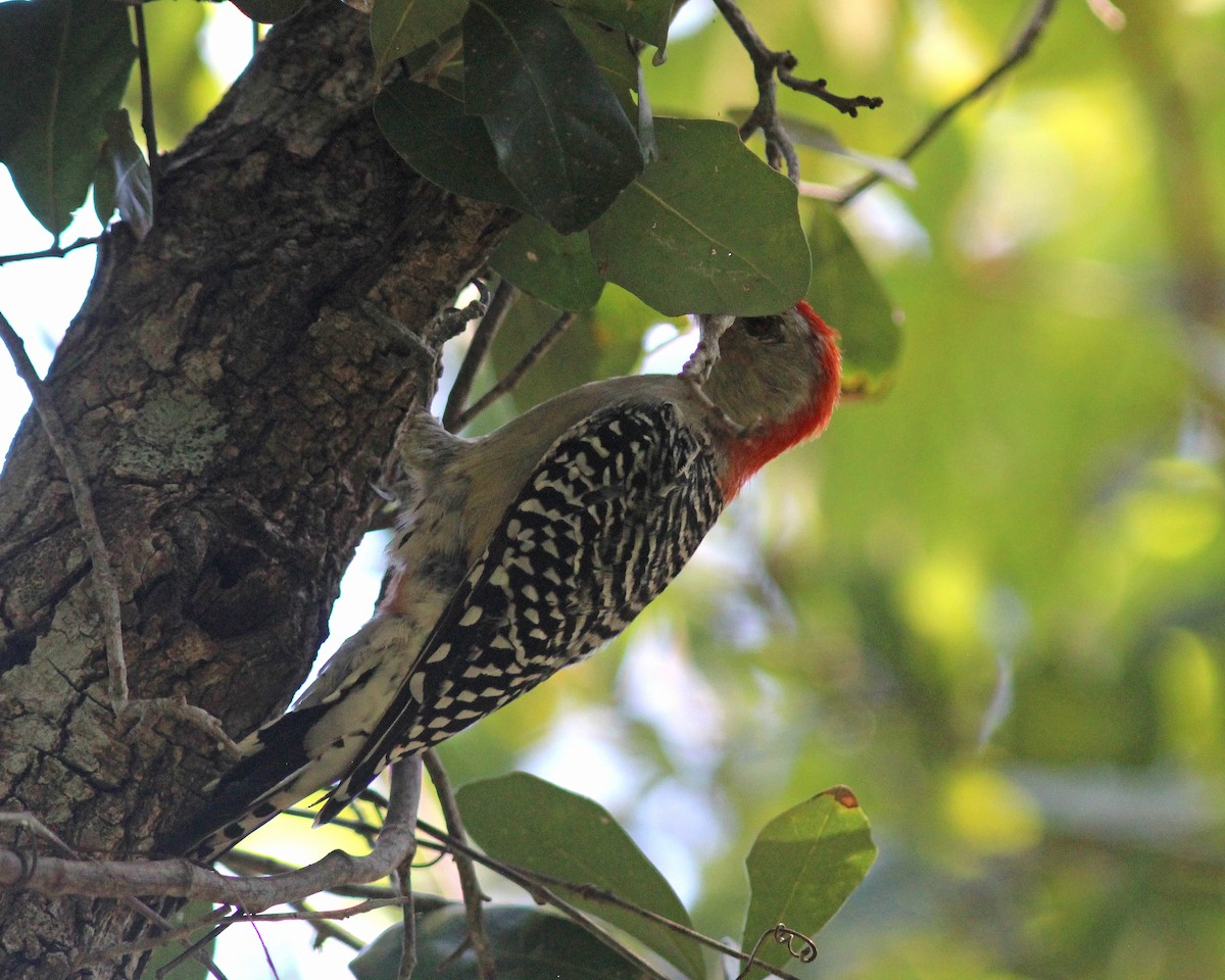 Red-bellied Woodpecker - ML608837512