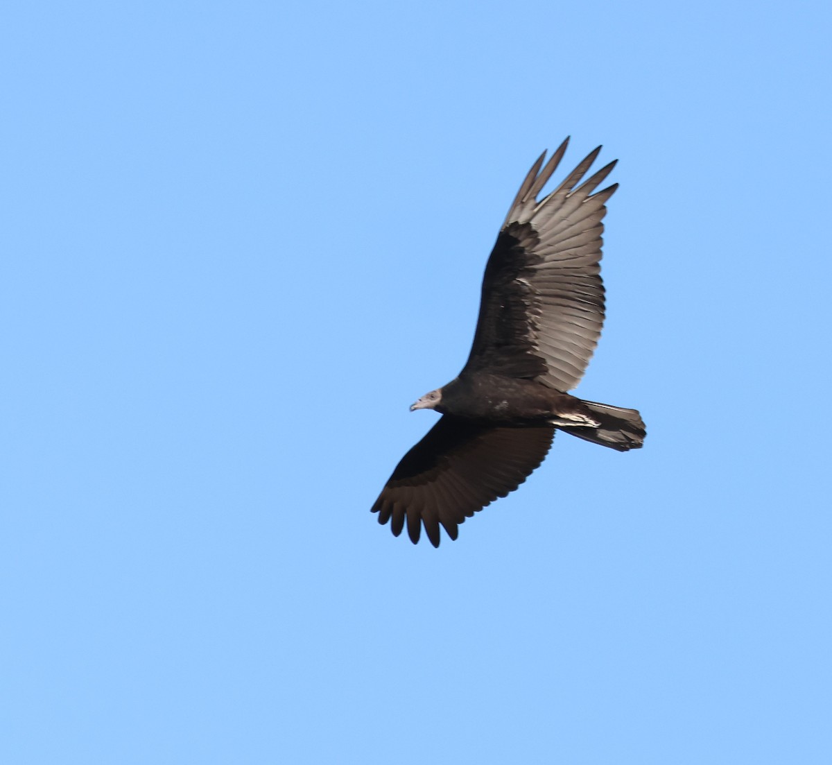 Turkey Vulture - ML608837609