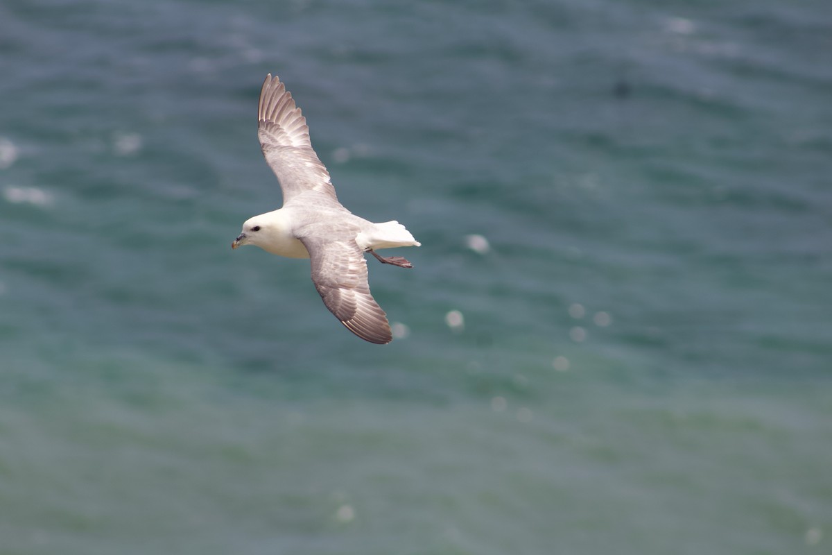 Fulmar Boreal - ML608837649