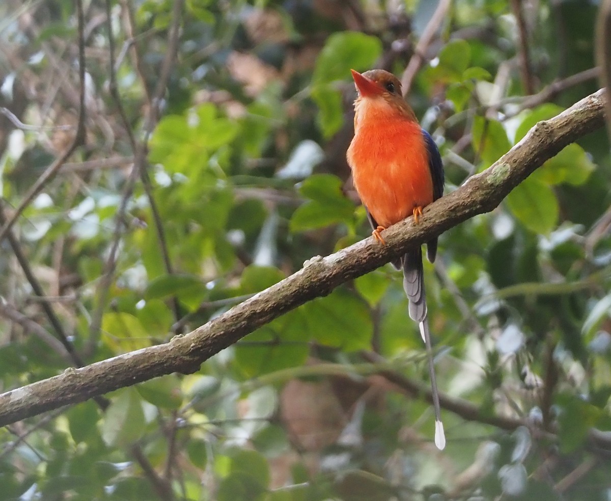 Brown-headed Paradise-Kingfisher - ML608837697