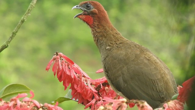 Rufous-headed Chachalaca - ML608837722
