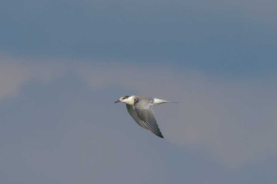 Common Tern - ML608837768