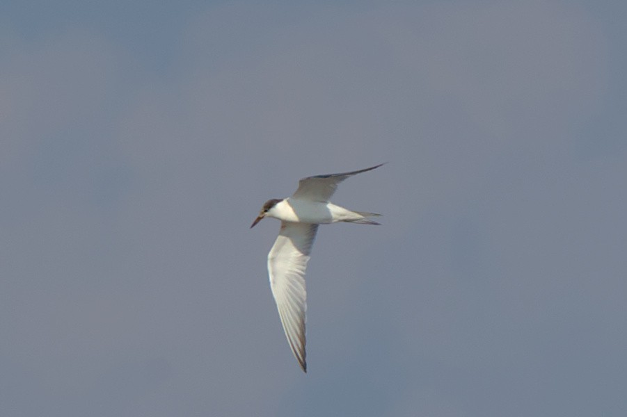 Common Tern - ML608837769