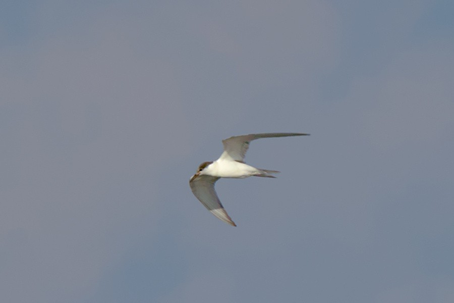 Common Tern - ML608837770