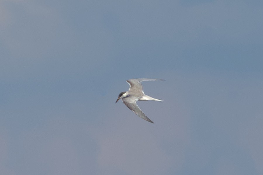 Common Tern - ML608837771
