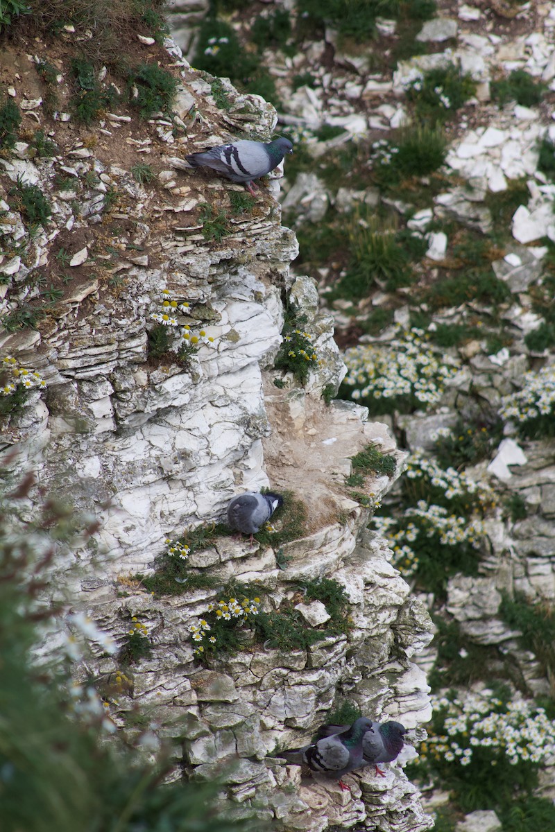 Rock Pigeon (Feral Pigeon) - ML608837783