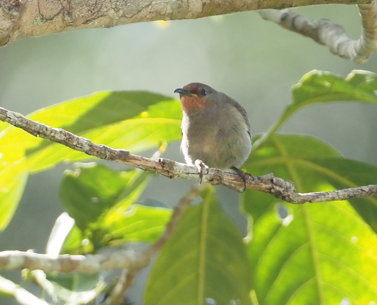 Papuan Black Myzomela - Stephan Lorenz