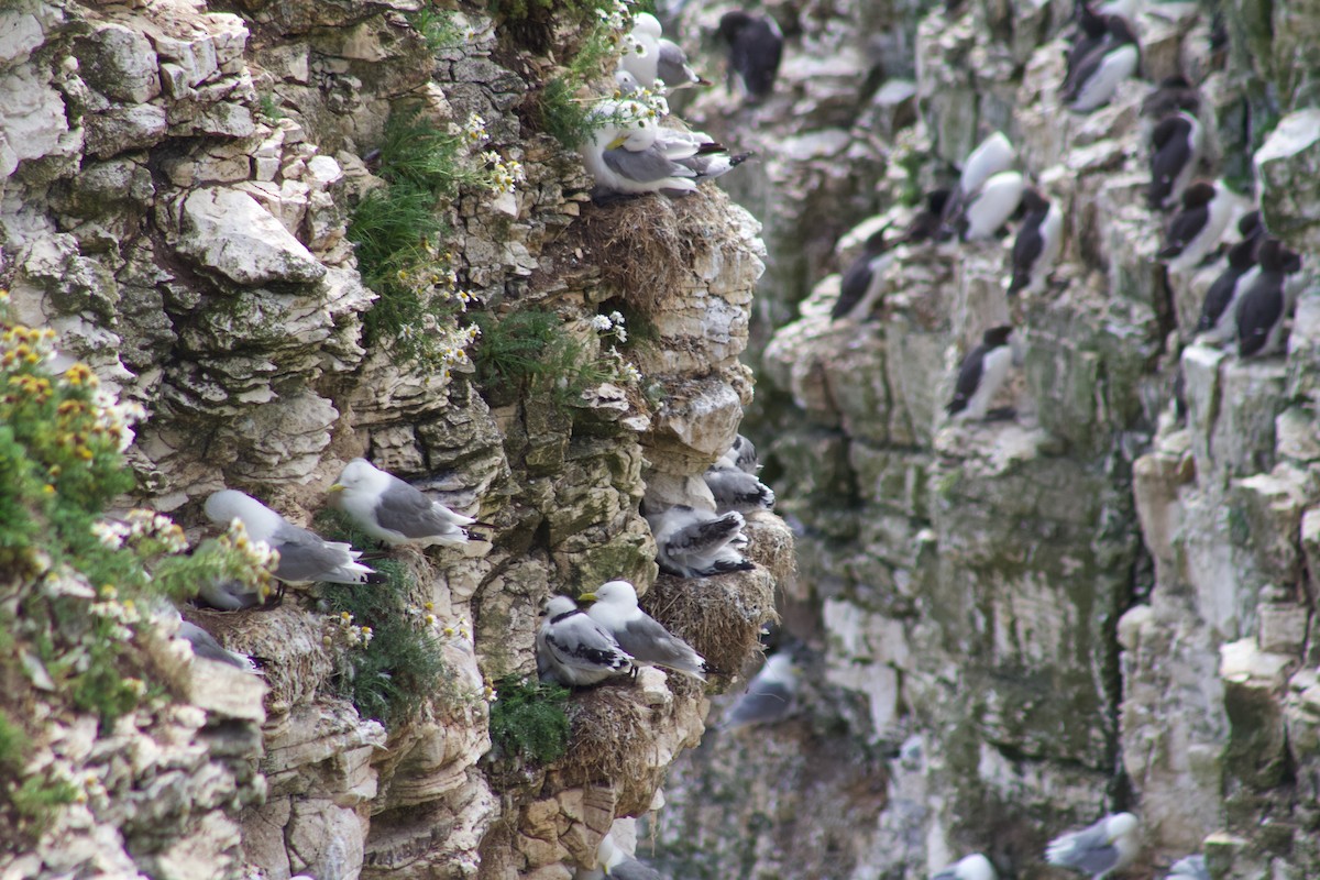 Black-legged Kittiwake - Theo Kemp