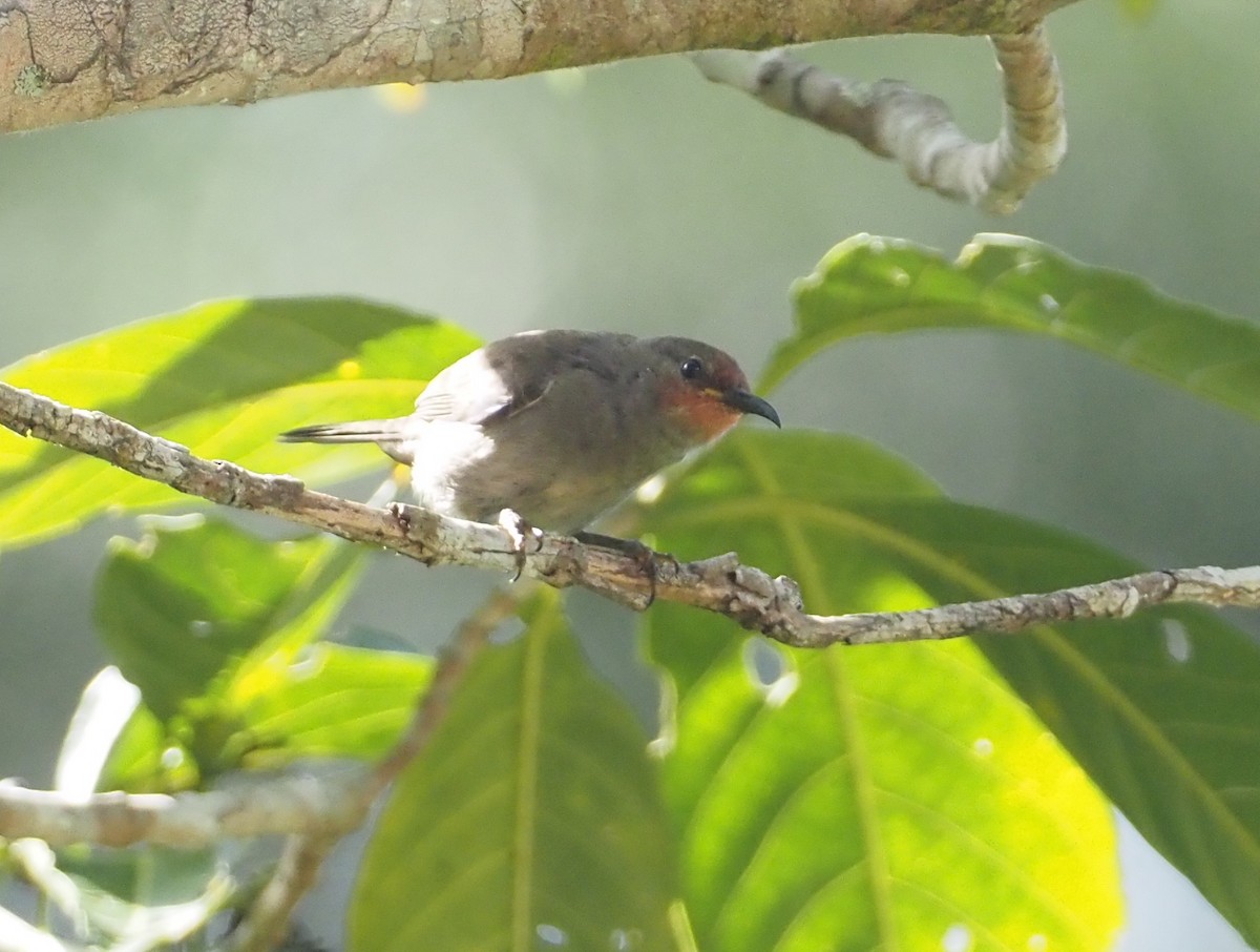 Papuan Black Myzomela - Stephan Lorenz