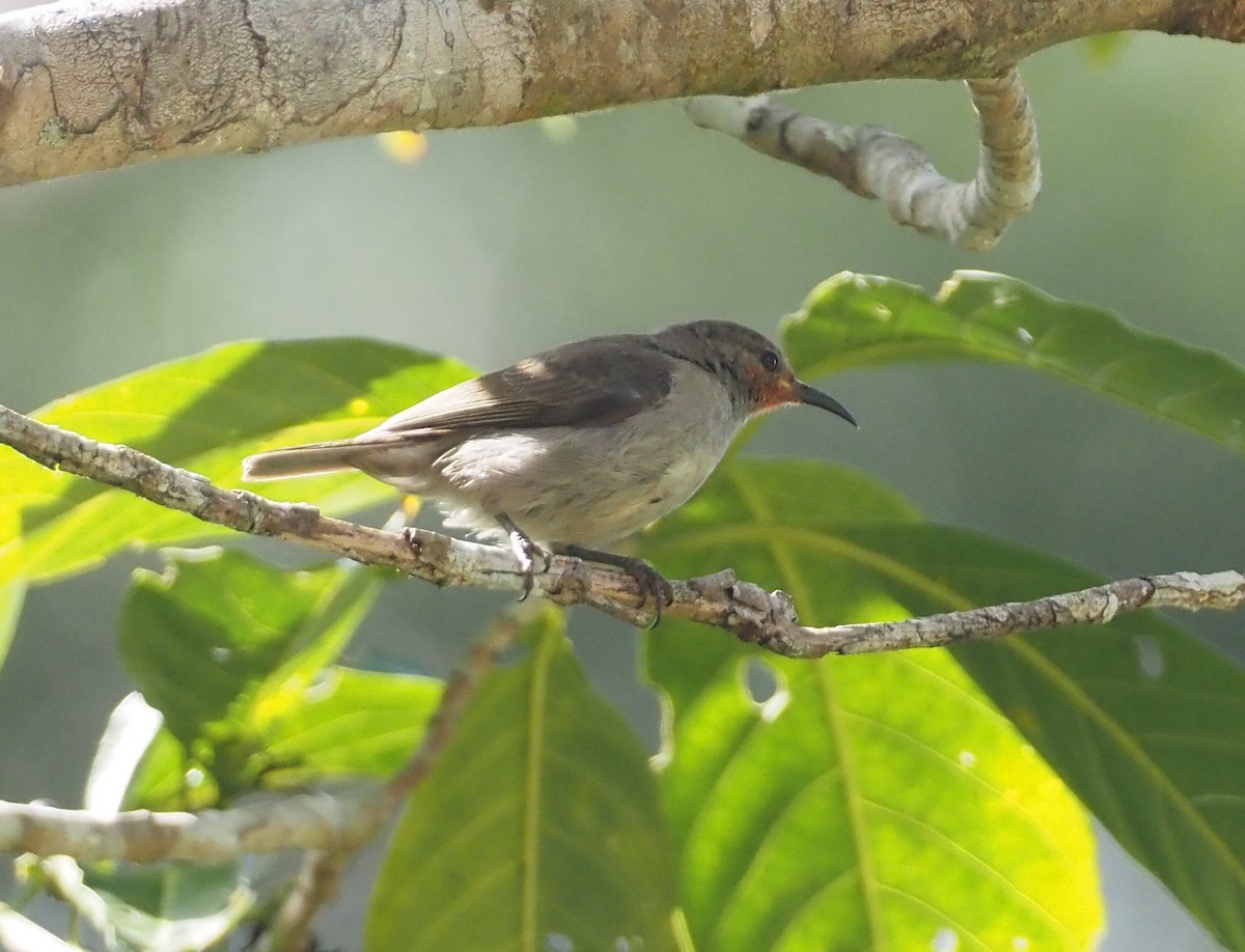 Papuan Black Myzomela - Stephan Lorenz