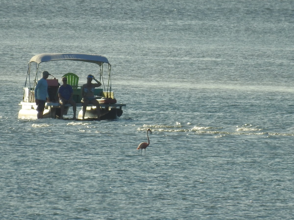 American Flamingo - ML608837909