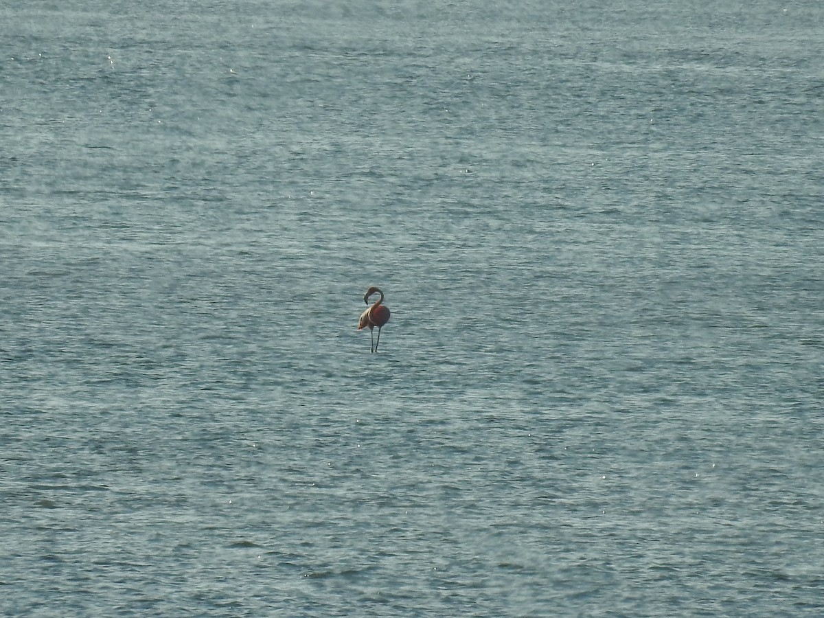 American Flamingo - ML608837910