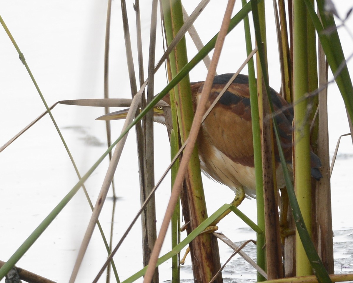 Least Bittern - ML608837929