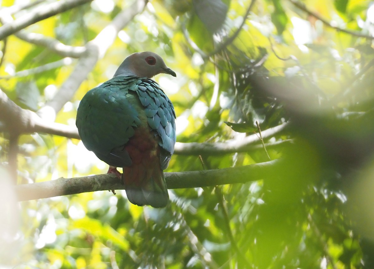 Purple-tailed Imperial-Pigeon - Stephan Lorenz
