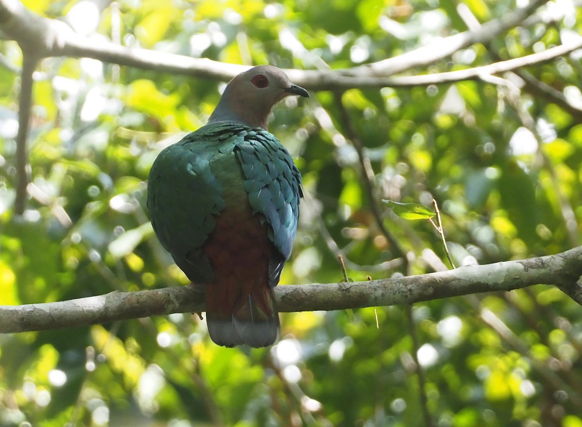 Purple-tailed Imperial-Pigeon - Stephan Lorenz