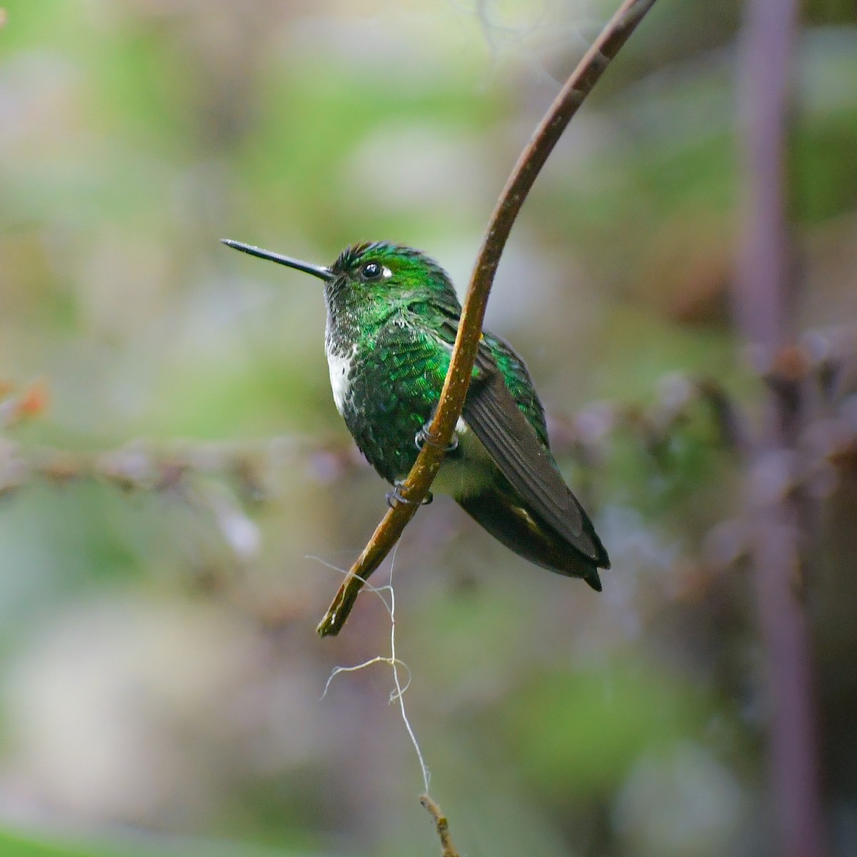 Emerald-bellied Puffleg - ML608837984