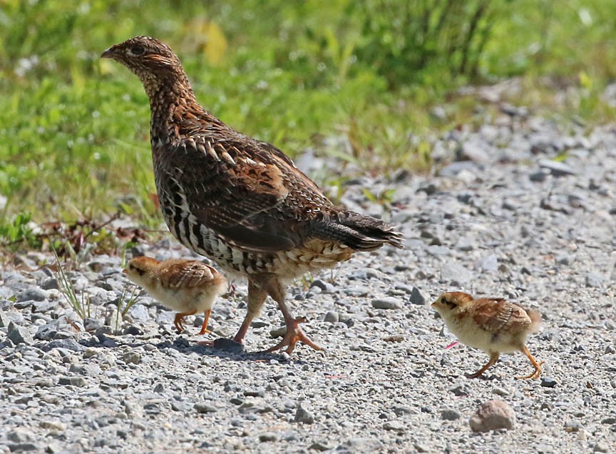 Ruffed Grouse - ML60883801