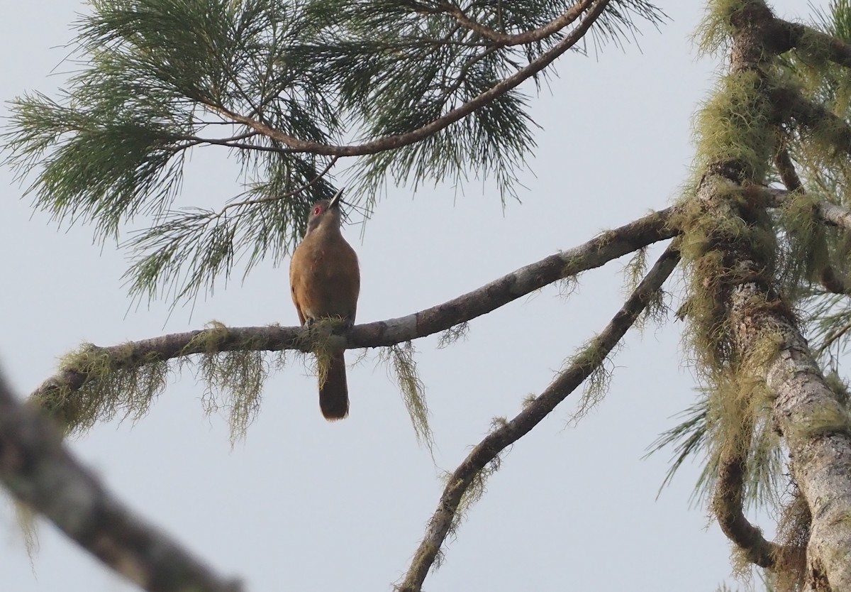 Long-billed Cuckoo - ML608838067