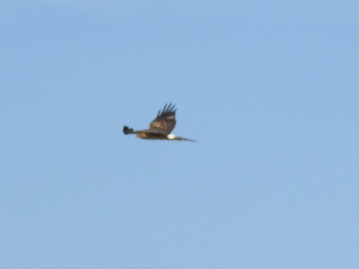 Northern Harrier - ML608838073