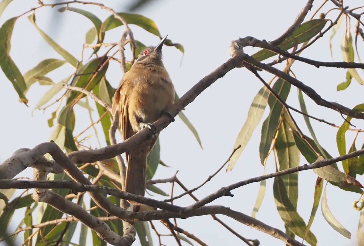 Long-billed Cuckoo - ML608838110