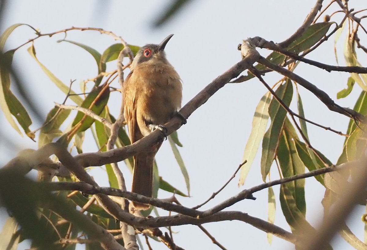 Long-billed Cuckoo - ML608838124