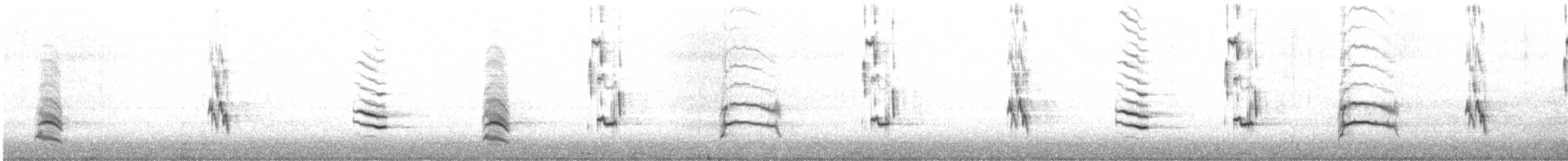 umbratrost (magellanicus/pembertoni) - ML608838144