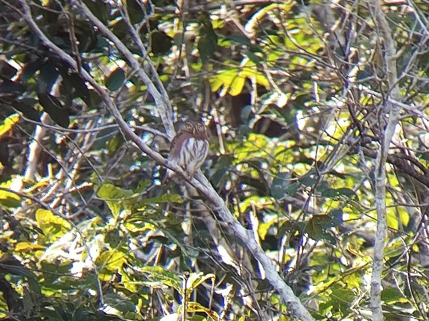 Least Pygmy-Owl - ML608838151