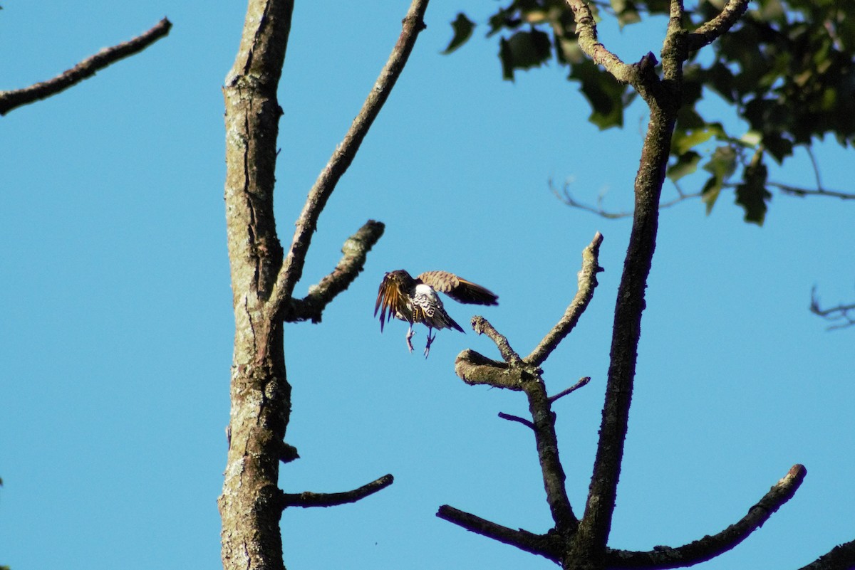 Northern Flicker - ML608838155