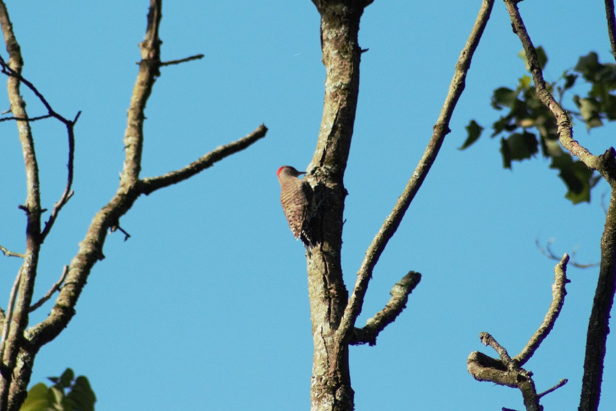 Northern Flicker - ML608838165