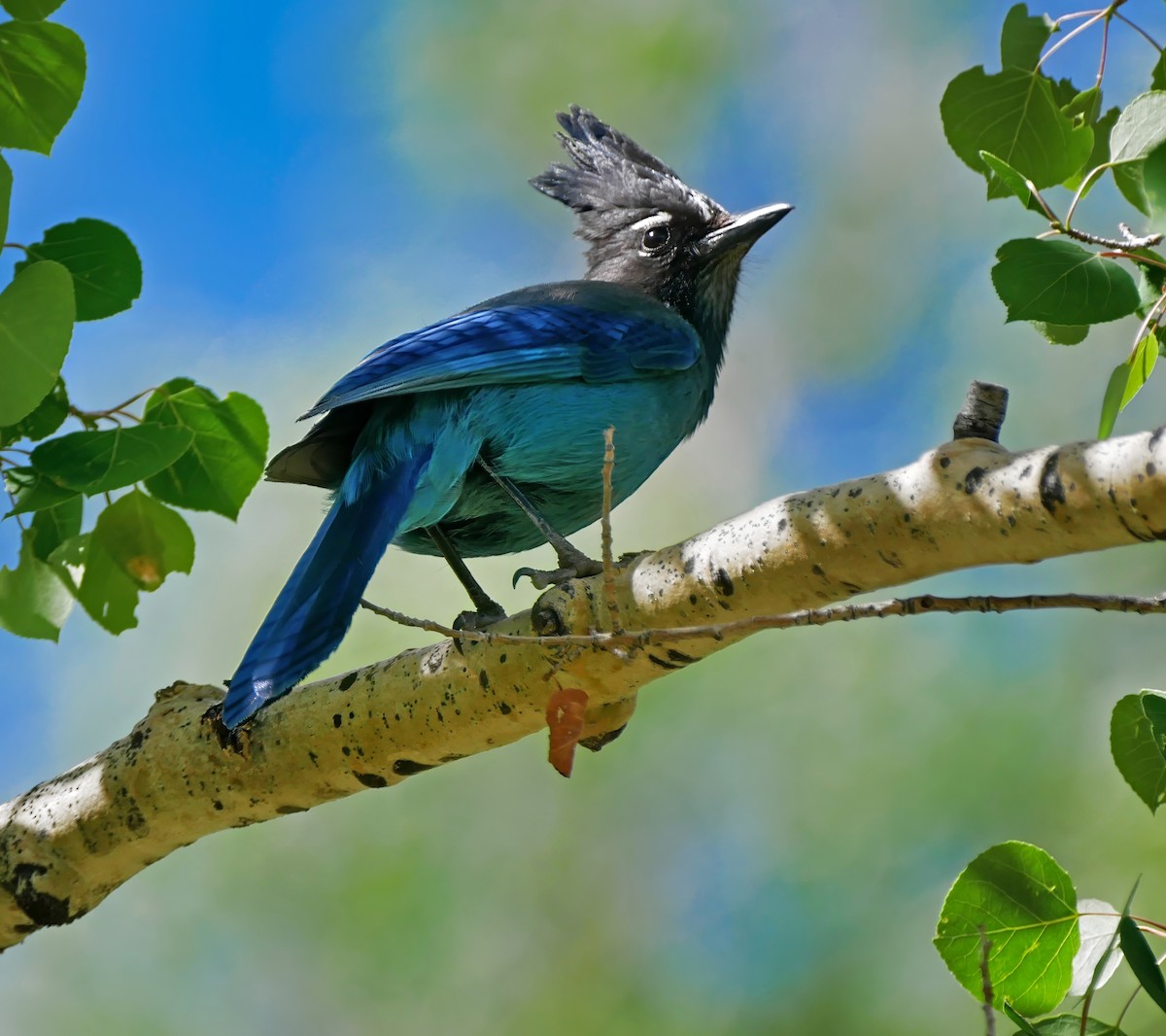 Steller's Jay - ML608838207