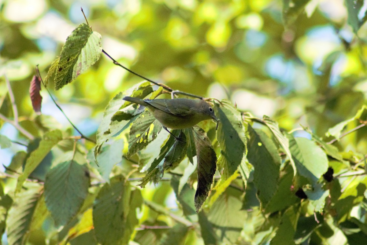 Nashville Warbler - ML608838252