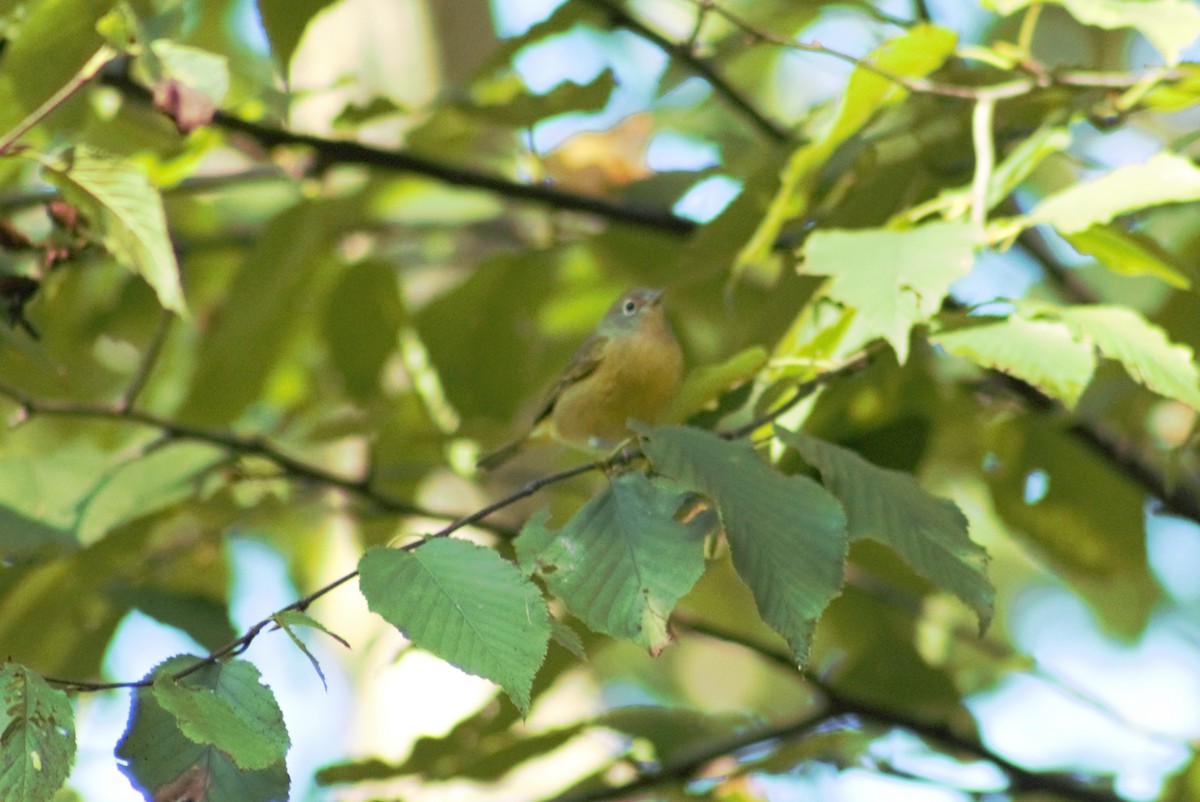 Nashville Warbler - Ted Keen