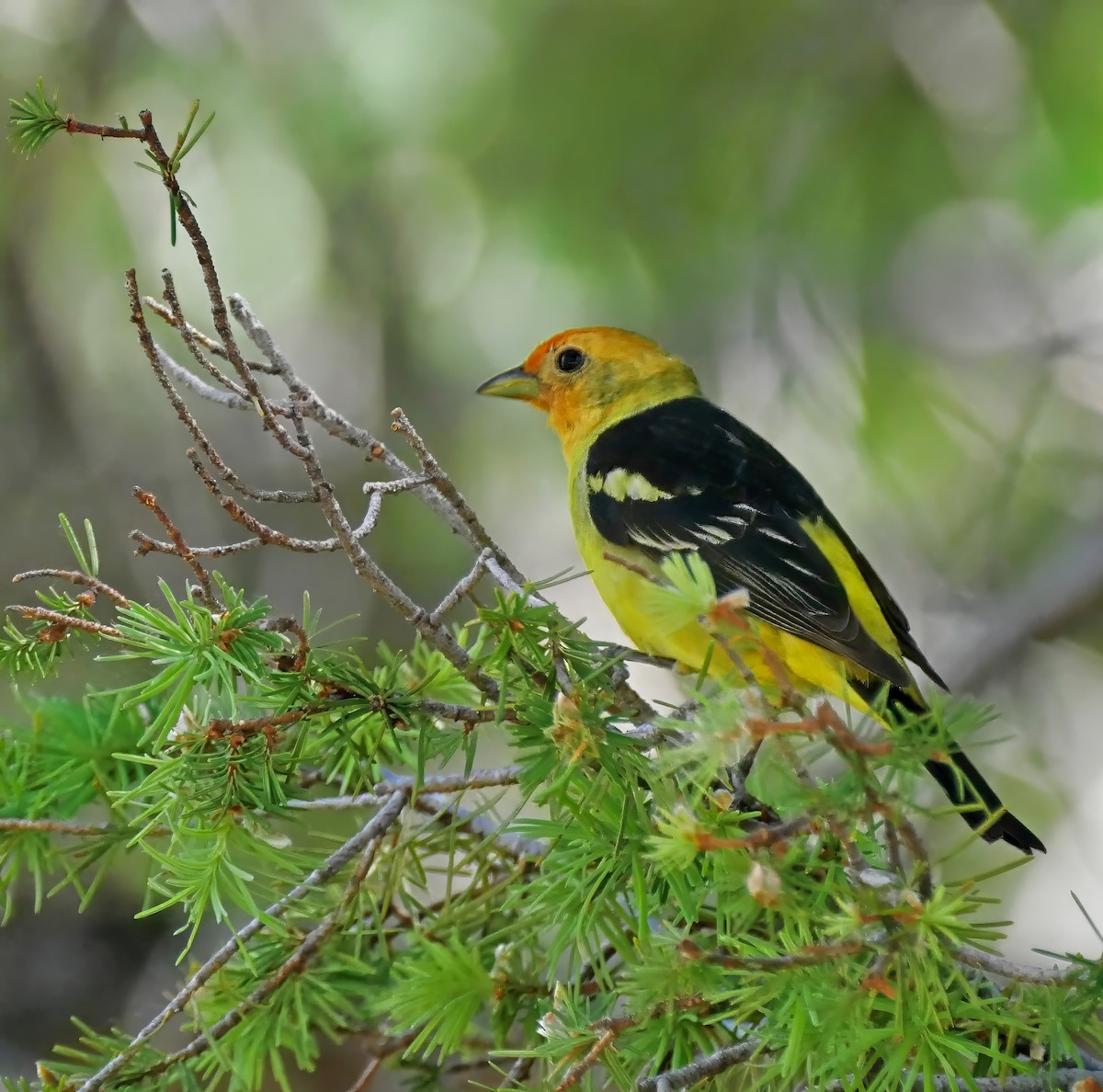 Western Tanager - ML608838260