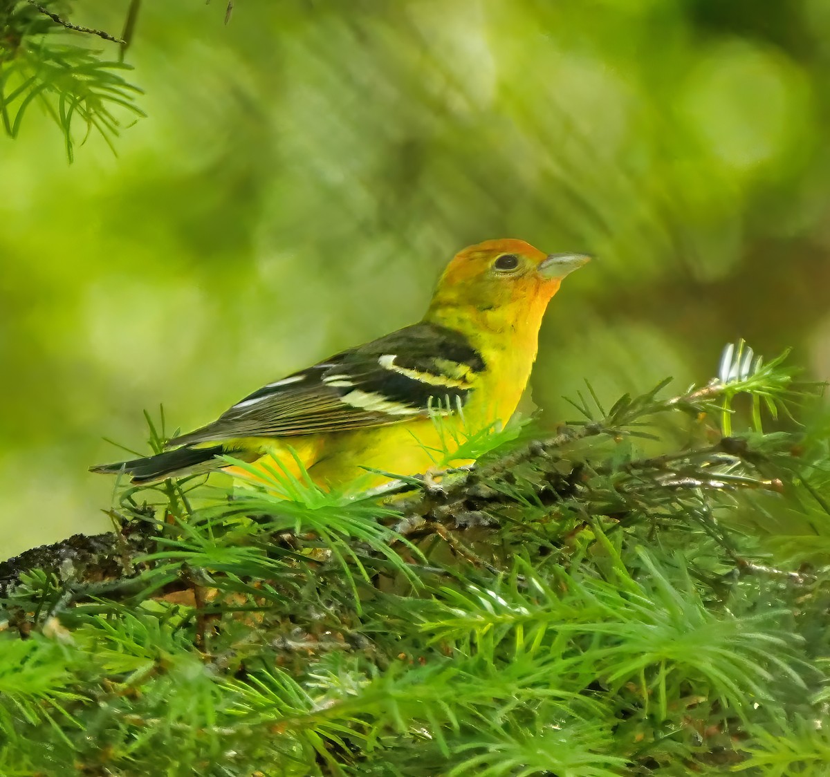 Western Tanager - ML608838261