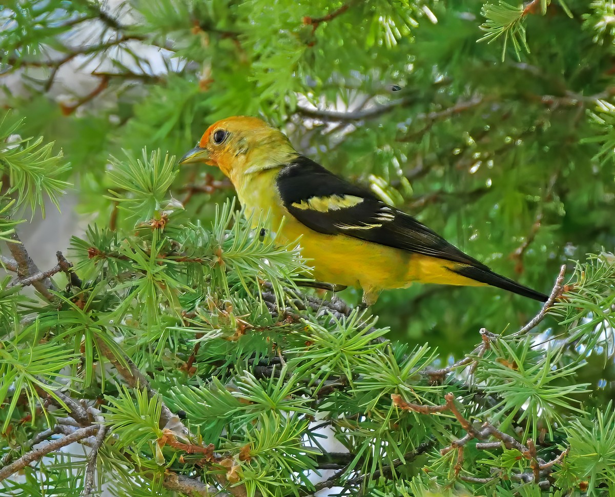 Western Tanager - ML608838262