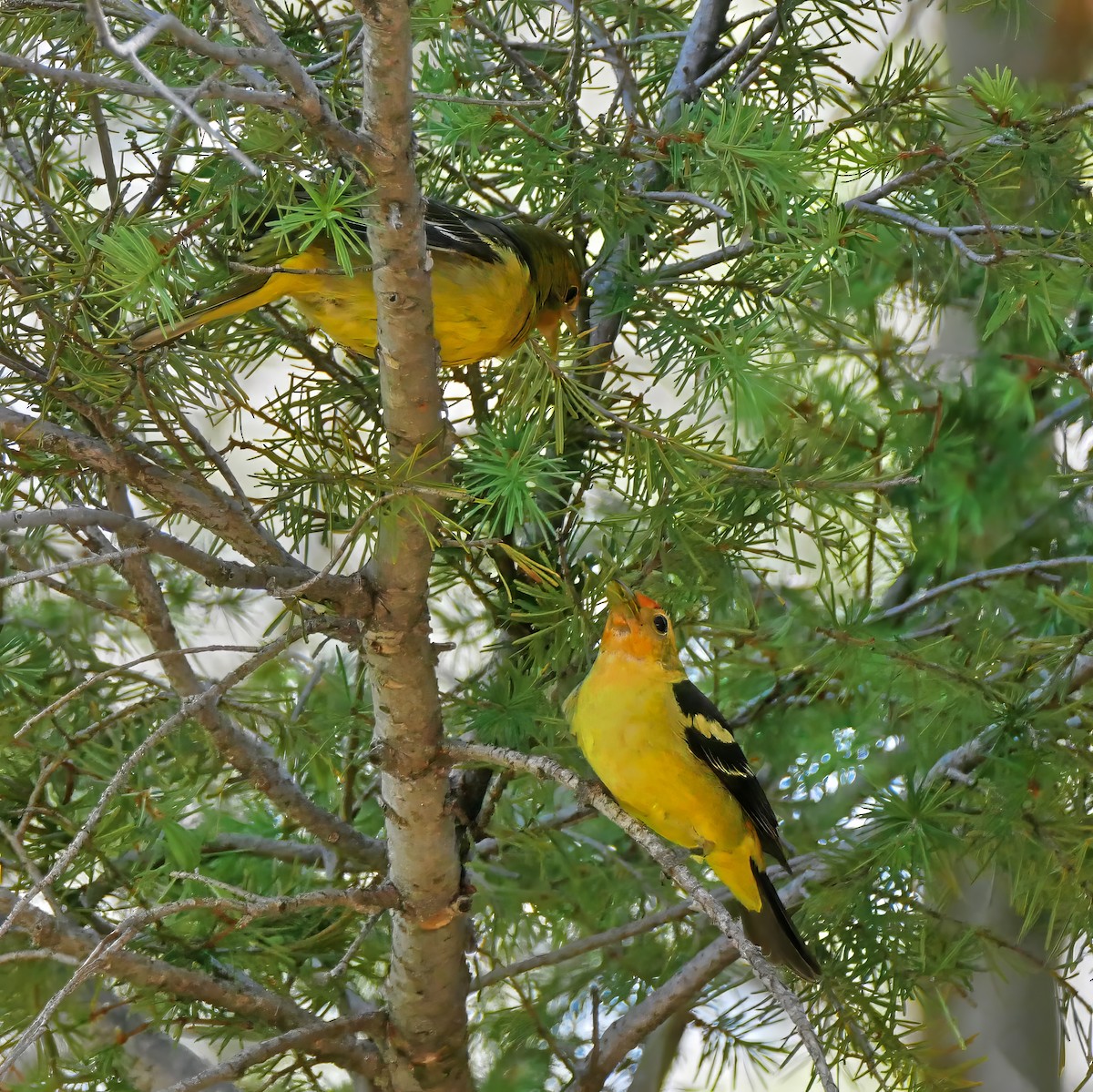 Western Tanager - ML608838263