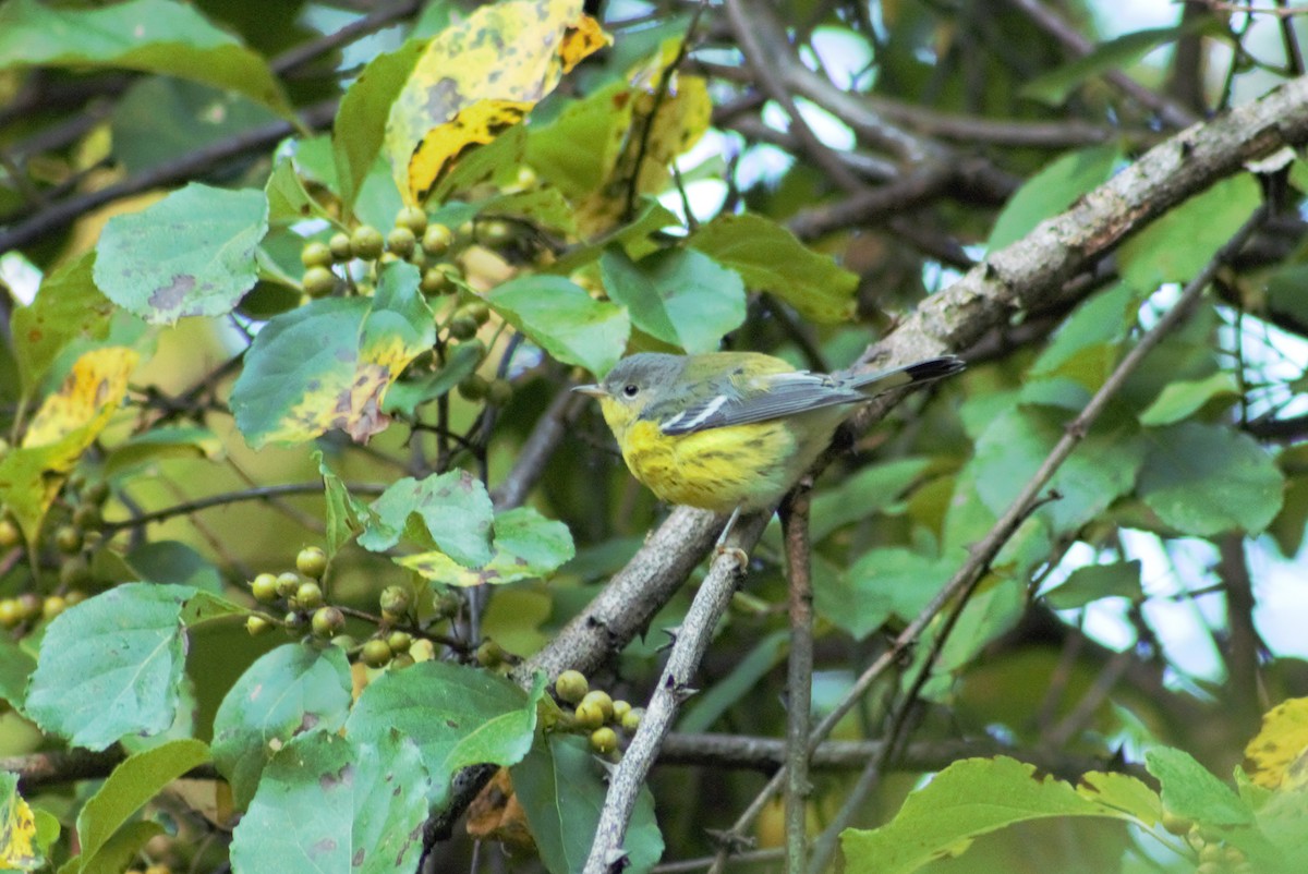 Magnolia Warbler - ML608838265