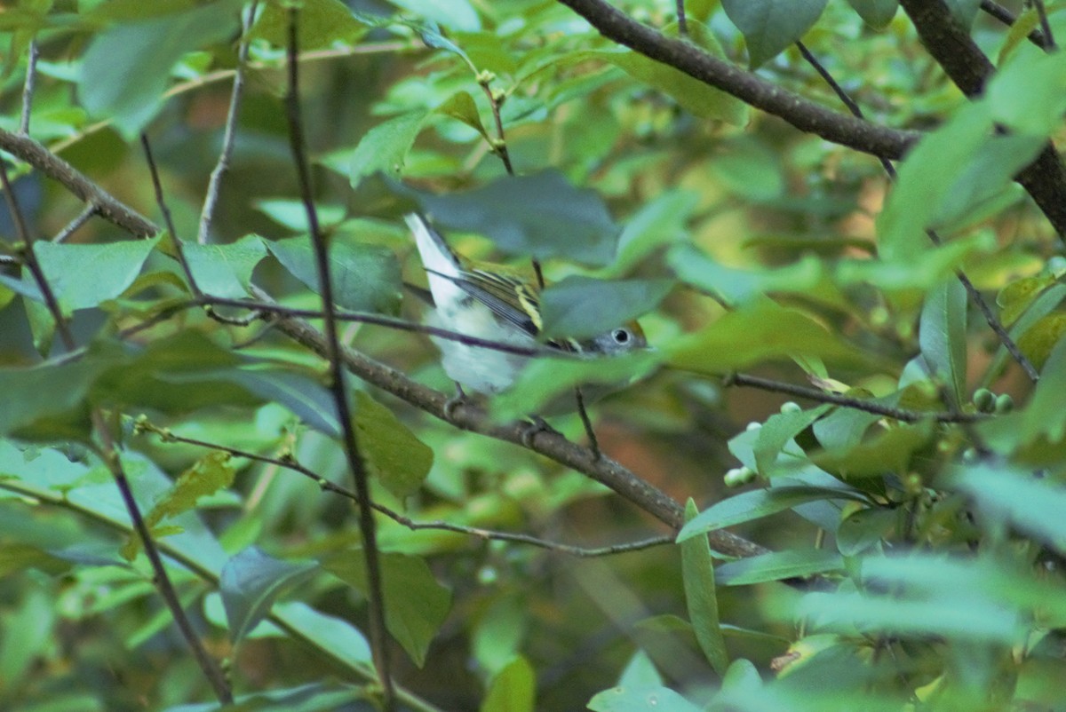 Chestnut-sided Warbler - ML608838269