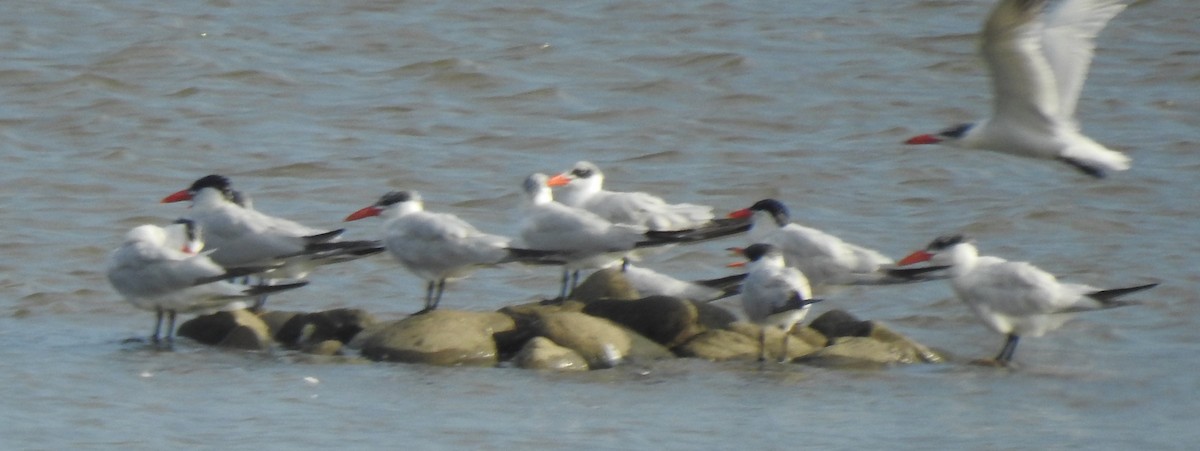 Caspian Tern - ML608838270