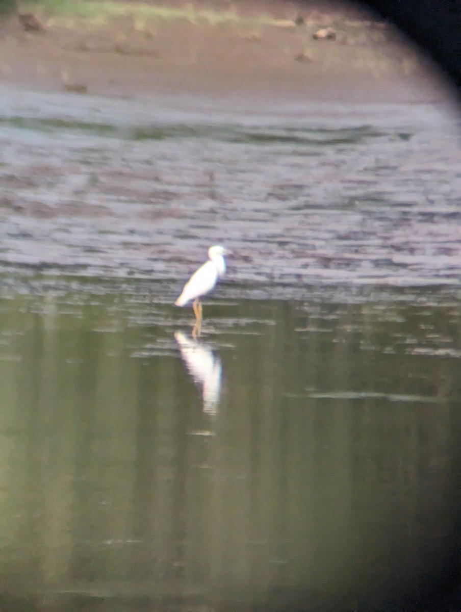 Little Blue Heron - ML608838278