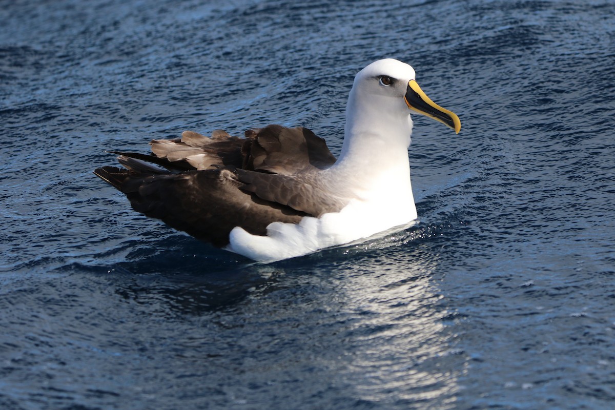 albatros Bullerův - ML608838283
