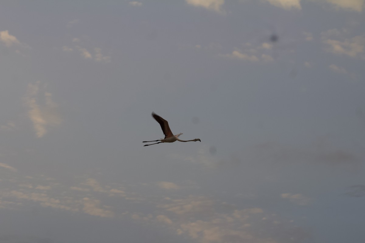 Greater Flamingo - ML608838311