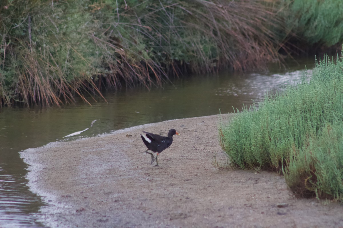 Eurasian Moorhen - Theo Kemp