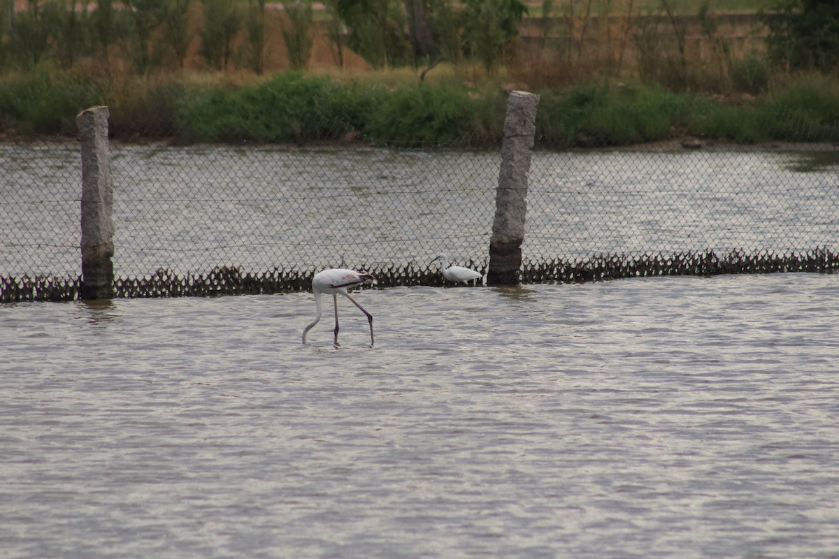 Little Egret - ML608838323