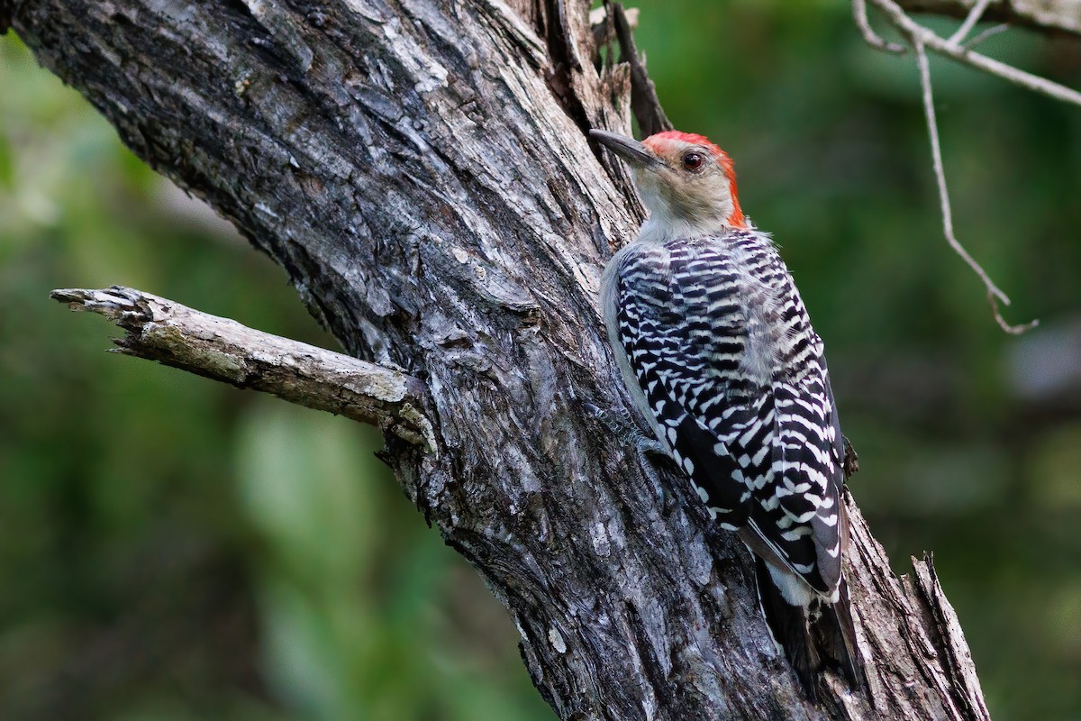 Red-bellied Woodpecker - Nathan Goldberg