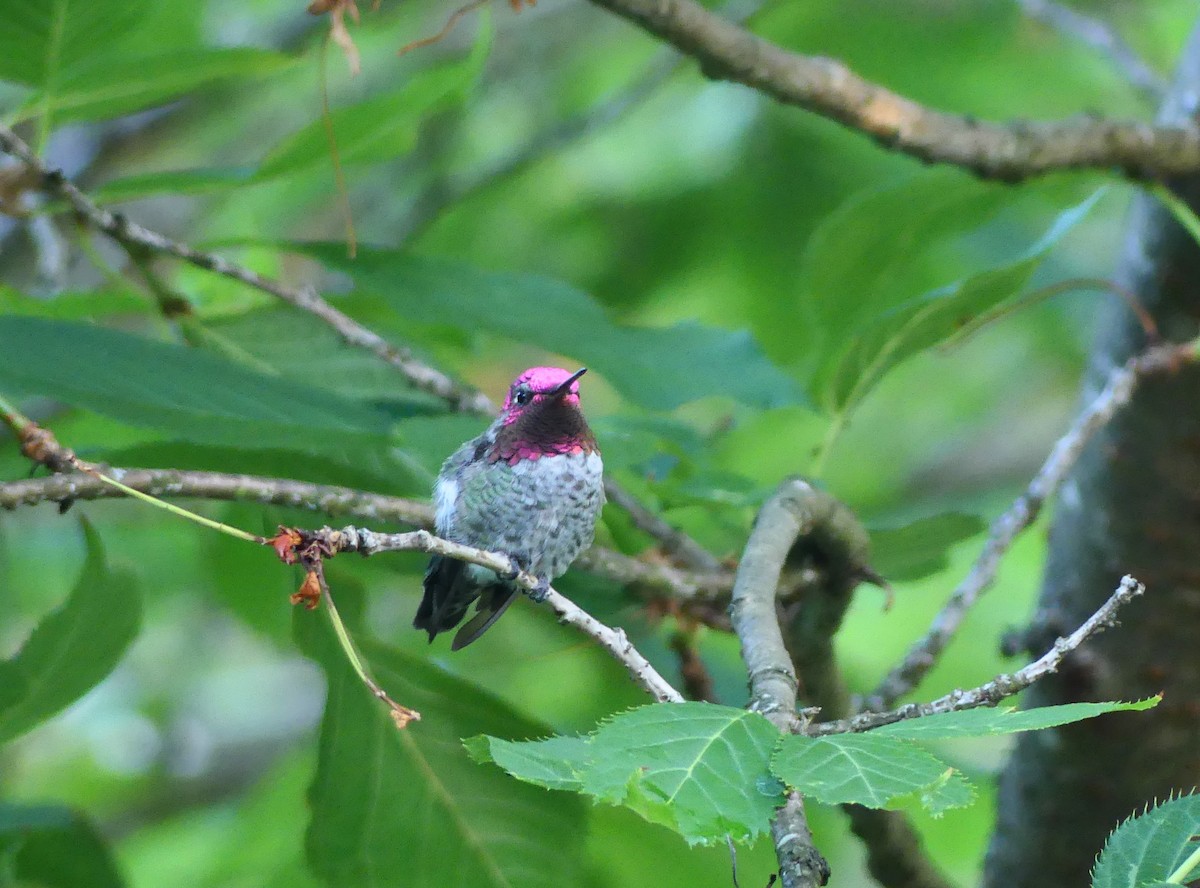 Anna's Hummingbird - ML608838400